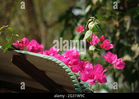 Pink Phalaenopsis oder Moth dendrobium Orchid Flover. Hintergrundorchidee Stockfoto