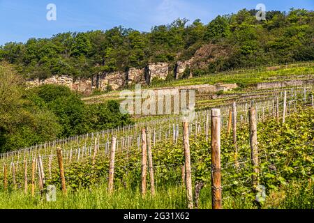 Weinberg 'in der Ritsch' bei Ahn, Luxemburg Stockfoto