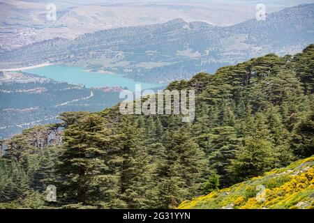 Schöner Blick vom Chelia National Park. Atlas Zedernwald (Cedrus Atlantica) in Mount Chelia im Aures-Gebirge in Algerien Stockfoto