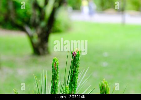 Die Kiefer Zweig mit kleinen neuen Zapfen Stockfoto