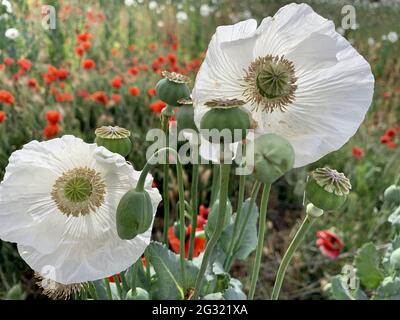 Eine vertikale Aufnahme einer Landschaft mit weißen und roten Mohnblumen auf dem Feld Stockfoto