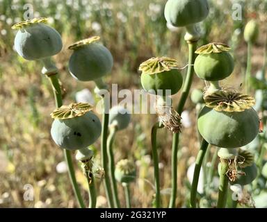 Eine Nahaufnahme von Anemone coronaria Braut Knospen in einem sonnigen Feld Stockfoto