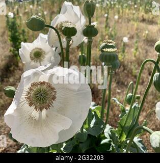 Eine Nahaufnahme von Anemone coronaria Braut Knospen und blühte Köpfe auf einem Feld Stockfoto