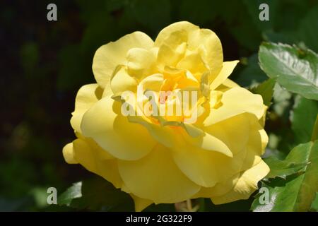 Gelb blühende Rose Stockfoto