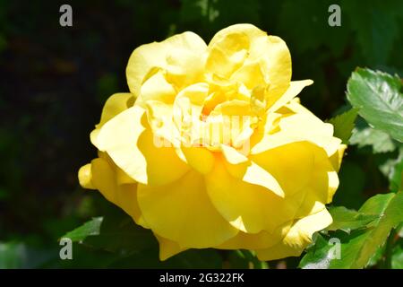 Gelb blühende Rose Stockfoto