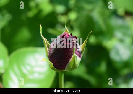 dunkle rote rose Stockfoto