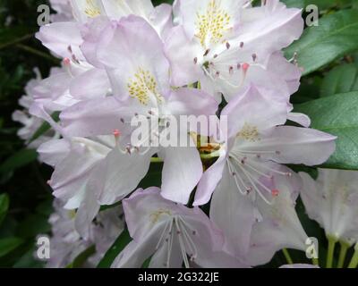 Nahaufnahme einer Rhododendronblüte: Weiß mit einem weichen violett-rosa Rand Stockfoto