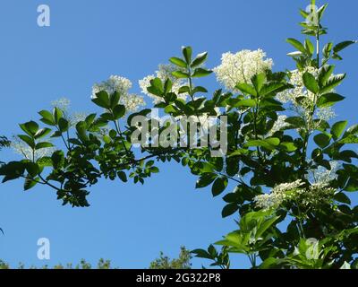 Ein Ast eines älteren Busches mit Blüten an einem strahlend blauen Himmel. Sowohl die Blumen als auch die Beeren dieses Busches haben eine lange Tradition des kulinarischen Gebrauchs Stockfoto