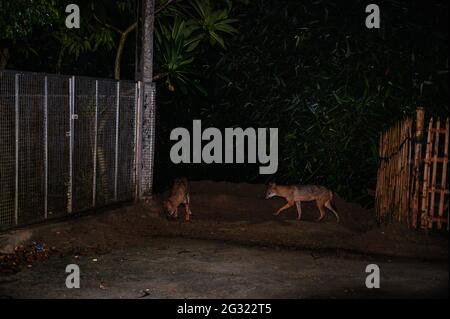 Tehatta, Indien. Juni 2021. Der Goldschakal ist die einzige Schakalart auf dem indischen Subkontinent, sie sind klein als die Wölfe und Wildhunde ihrer nahen Verwandten. Eine Gruppe der wilden Goldschakale (Canis aureus) ist nachts aus den überschwemmten Höhlen herausgekommen, weil es regnete und Termiteninsekten unter dem Lampenpfosten am Straßenrand bei Tehatta frisst. (Foto von Soumyabrata Roy/Pacific Press) Quelle: Pacific Press Media Production Corp./Alamy Live News Stockfoto