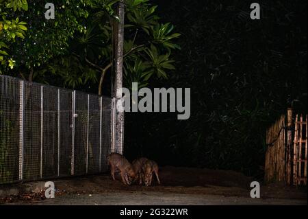 Tehatta, Indien. Juni 2021. Der Goldschakal ist die einzige Schakalart auf dem indischen Subkontinent, sie sind klein als die Wölfe und Wildhunde ihrer nahen Verwandten. Eine Gruppe der wilden Goldschakale (Canis aureus) ist nachts aus den überschwemmten Höhlen herausgekommen, weil es regnete und Termiteninsekten unter dem Lampenpfosten am Straßenrand bei Tehatta frisst. (Foto von Soumyabrata Roy/Pacific Press) Quelle: Pacific Press Media Production Corp./Alamy Live News Stockfoto