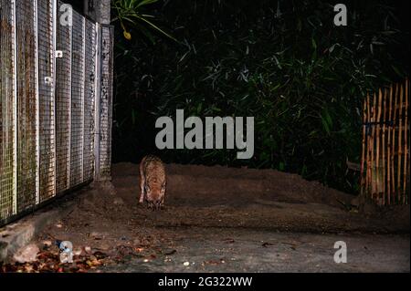 Tehatta, Indien. Juni 2021. Der Goldschakal ist die einzige Schakalart auf dem indischen Subkontinent, sie sind klein als die Wölfe und Wildhunde ihrer nahen Verwandten. Eine Gruppe der wilden Goldschakale (Canis aureus) ist nachts aus den überschwemmten Höhlen herausgekommen, weil es regnete und Termiteninsekten unter dem Lampenpfosten am Straßenrand bei Tehatta frisst. (Foto von Soumyabrata Roy/Pacific Press) Quelle: Pacific Press Media Production Corp./Alamy Live News Stockfoto