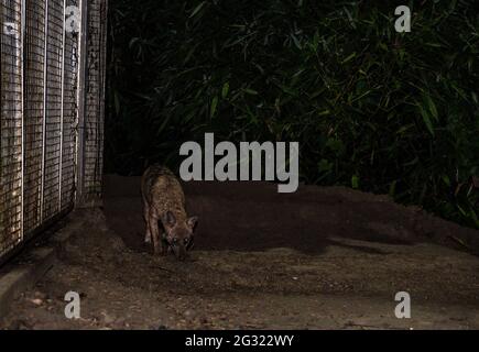 Tehatta, Indien. Juni 2021. Der Goldschakal ist die einzige Schakalart auf dem indischen Subkontinent, sie sind klein als die Wölfe und Wildhunde ihrer nahen Verwandten. Eine Gruppe der wilden Goldschakale (Canis aureus) ist nachts aus den überschwemmten Höhlen herausgekommen, weil es regnete und Termiteninsekten unter dem Lampenpfosten am Straßenrand bei Tehatta frisst. (Foto von Soumyabrata Roy/Pacific Press) Quelle: Pacific Press Media Production Corp./Alamy Live News Stockfoto