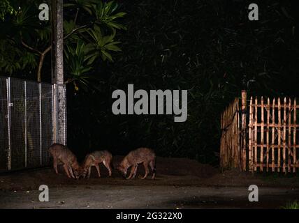 Tehatta, Indien. Juni 2021. Der Goldschakal ist die einzige Schakalart auf dem indischen Subkontinent, sie sind klein als die Wölfe und Wildhunde ihrer nahen Verwandten. Eine Gruppe der wilden Goldschakale (Canis aureus) ist nachts aus den überschwemmten Höhlen herausgekommen, weil es regnete und Termiteninsekten unter dem Lampenpfosten am Straßenrand bei Tehatta frisst. (Foto von Soumyabrata Roy/Pacific Press) Quelle: Pacific Press Media Production Corp./Alamy Live News Stockfoto