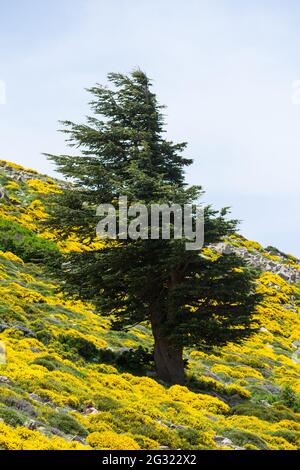 Nahaufnahme Vertikale Aufnahme des Zedernbaums Blue Atlas (Cedrus Atlantica) im Chelia National Park im Aures-Gebirge, Algerien Stockfoto