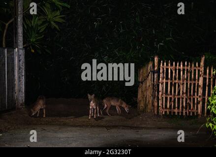 Tehatta, Indien. Juni 2021. Der Goldschakal ist die einzige Schakalart auf dem indischen Subkontinent, sie sind klein als die Wölfe und Wildhunde ihrer nahen Verwandten. Eine Gruppe der wilden Goldschakale (Canis aureus) ist nachts aus den überschwemmten Höhlen herausgekommen, weil es regnete und Termiteninsekten unter dem Lampenpfosten am Straßenrand bei Tehatta frisst. (Foto von Soumyabrata Roy/Pacific Press) Quelle: Pacific Press Media Production Corp./Alamy Live News Stockfoto