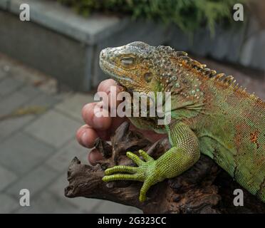 Nahaufnahme eines männlichen grünen Leguans oder eines amerikanischen Leguans mit Stacheln und einem großen Nackensack. Ein Mann hält einen schönen grünen Leguan in seinen Händen. Stockfoto
