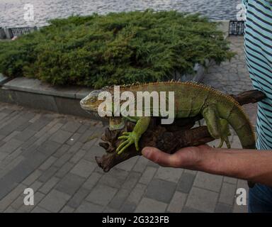 Nahaufnahme eines männlichen grünen Leguans oder eines amerikanischen Leguans mit Stacheln und einem großen Nackensack. Ein Mann hält einen schönen grünen Leguan in seinen Händen. Stockfoto