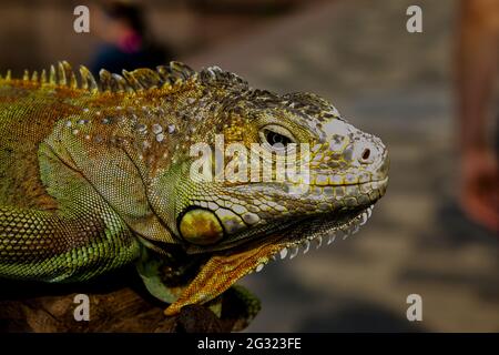Nahaufnahme eines männlichen grünen Leguans oder eines amerikanischen Leguans mit Stacheln und einem großen Nackensack. Ein Mann hält einen schönen grünen Leguan in seinen Händen. Stockfoto