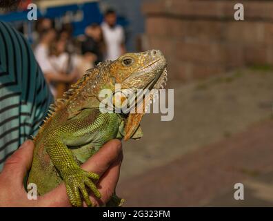 Nahaufnahme eines männlichen grünen Leguans oder eines amerikanischen Leguans mit Stacheln und einem großen Nackensack. Ein Mann hält einen schönen grünen Leguan in seinen Händen. Stockfoto
