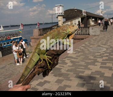 Nahaufnahme eines männlichen grünen Leguans oder eines amerikanischen Leguans mit Stacheln und einem großen Nackensack. Ein Mann hält einen schönen grünen Leguan in seinen Händen. Stockfoto
