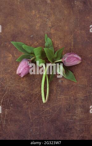 Zwei Stängel und geschlossene Blütenknospen der Fastenrose oder des Heleborus orientalis liegen auf abgetrabenem Leder Stockfoto