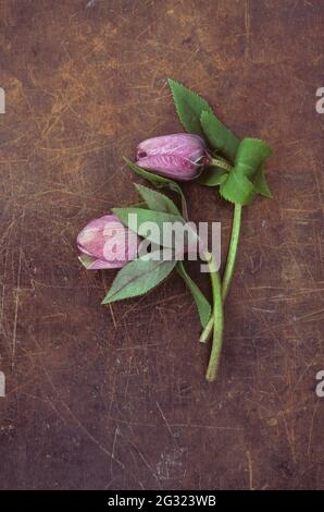 Zwei Stängel und geschlossene Blütenknospen der Fastenrose oder des Heleborus orientalis liegen auf abgetrabenem Leder Stockfoto