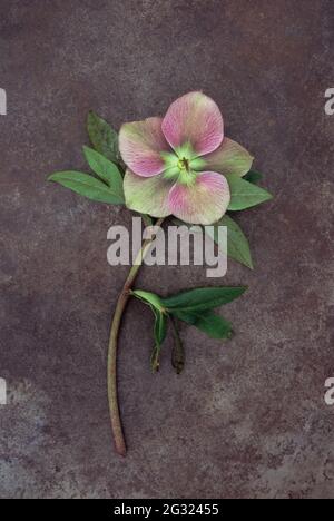 Einzelner Stamm und verblassende Blüte der Fastenrose oder Helleborus orientalis liegen auf angeschlammtem Metall Stockfoto