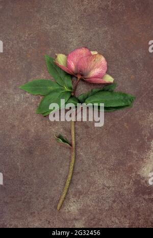 Einzelner Stamm und verblassende Blüte der Fastenrose oder Helleborus orientalis liegen auf angeschlammtem Metall Stockfoto