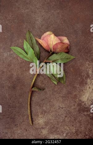 Einzelner Stamm und verblassende Blüte der Fastenrose oder Helleborus orientalis liegen auf angeschlammtem Metall Stockfoto