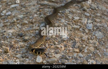 Jung Natrix Natrix Schlange, Europäische Grasschlange, Ringelschlange Stockfoto