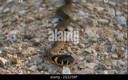 Jung Natrix Natrix Schlange, Europäische Grasschlange, Ringelschlange Stockfoto