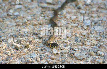 Jung Natrix Natrix Schlange, Europäische Grasschlange, Ringelschlange Stockfoto