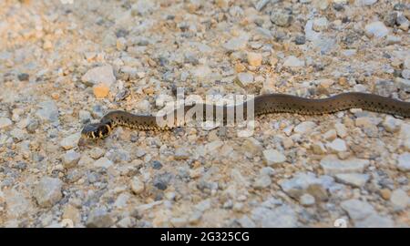 Jung Natrix Natrix Schlange, Europäische Grasschlange, Ringelschlange Stockfoto