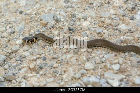 Jung Natrix Natrix Schlange, Europäische Grasschlange, Ringelschlange Stockfoto