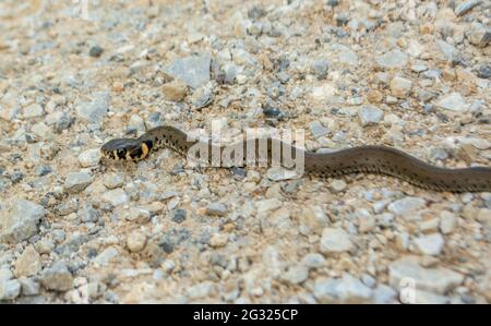 Jung Natrix Natrix Schlange, Europäische Grasschlange, Ringelschlange Stockfoto