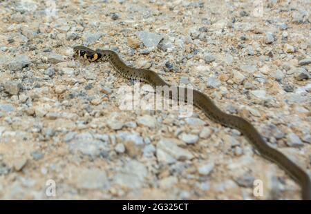 Jung Natrix Natrix Schlange, Europäische Grasschlange, Ringelschlange Stockfoto