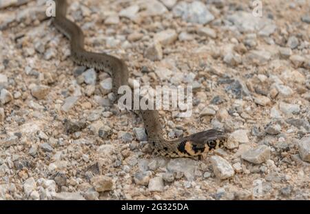 Jung Natrix Natrix Schlange, Europäische Grasschlange, Ringelschlange Stockfoto