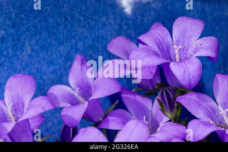 Campanula portenschlagiana Bellflower Stockfoto