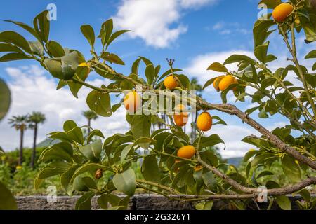 Orangen- und Zitronenbäume in einem Erholungsgebiet in Verbania, Italien Stockfoto