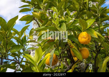 Orangen- und Zitronenbäume in einem Erholungsgebiet in Verbania, Italien Stockfoto