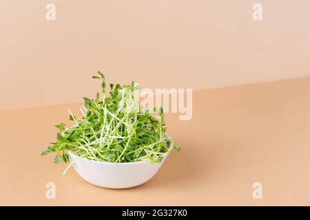 Schale mit Erbsen-Mikrogrün auf modernem Farbhintergrund. Gekeimtes Saatgut. Gesunde Ernährung Sprossen. Stockfoto