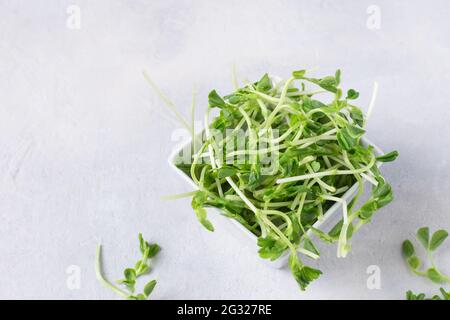 Schüssel mit Erbsen-Microgreens auf grauem Hintergrund. Gekeimtes Saatgut. Gesunde Ernährung Sprossen. Stockfoto