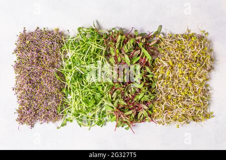 Mix aus verschiedenen Sprossen auf weißem Hintergrund Draufsicht. Gekeimtes Saatgut. Gesunde Ernährung, Entgiftung. Stockfoto