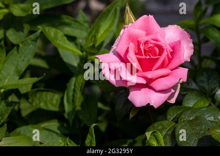 Rosa Du bist wunderschön - Rose des Jahres 2013 Stockfoto