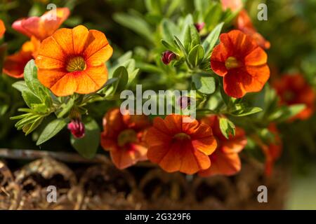 Calibrachoa „Callie Apricot“ Stockfoto