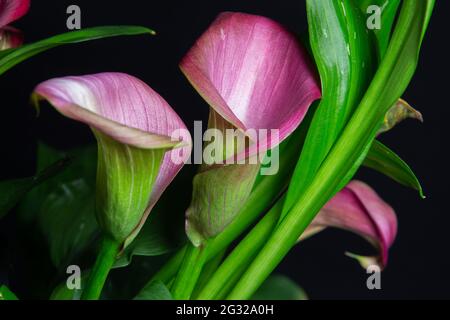 Nahaufnahme einer roten Calla mit dunklem Hintergrund, auch Zantedeschia Aethiopica genannt Stockfoto