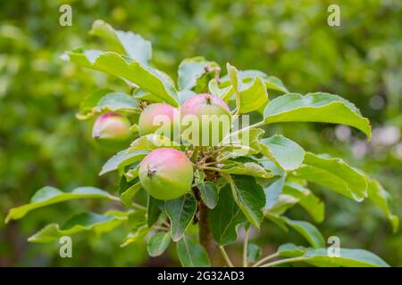Junge Äpfel mit einer rosa Seite der Melba-Sorte auf einem grünen Baum. Die Vegetationsperiode. Zucht und Pflege junger Pflanzen. Stockfoto