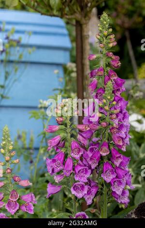 Digitalis purpurea 'Dalmatian Purple' Stockfoto