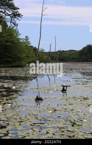 Seerosen wachsen in den Feuchtgebieten von New Jersey Stockfoto