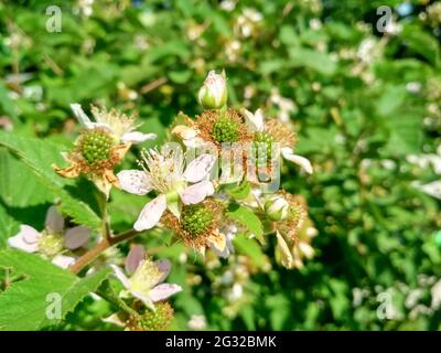 Beerenhintergrund. Nahaufnahme des Brombeerblühenden Busches. Unreife Brombeeren auf dem Busch mit selektivem Fokus. Stockfoto